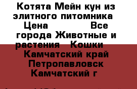 Котята Мейн-кун из элитного питомника › Цена ­ 20 000 - Все города Животные и растения » Кошки   . Камчатский край,Петропавловск-Камчатский г.